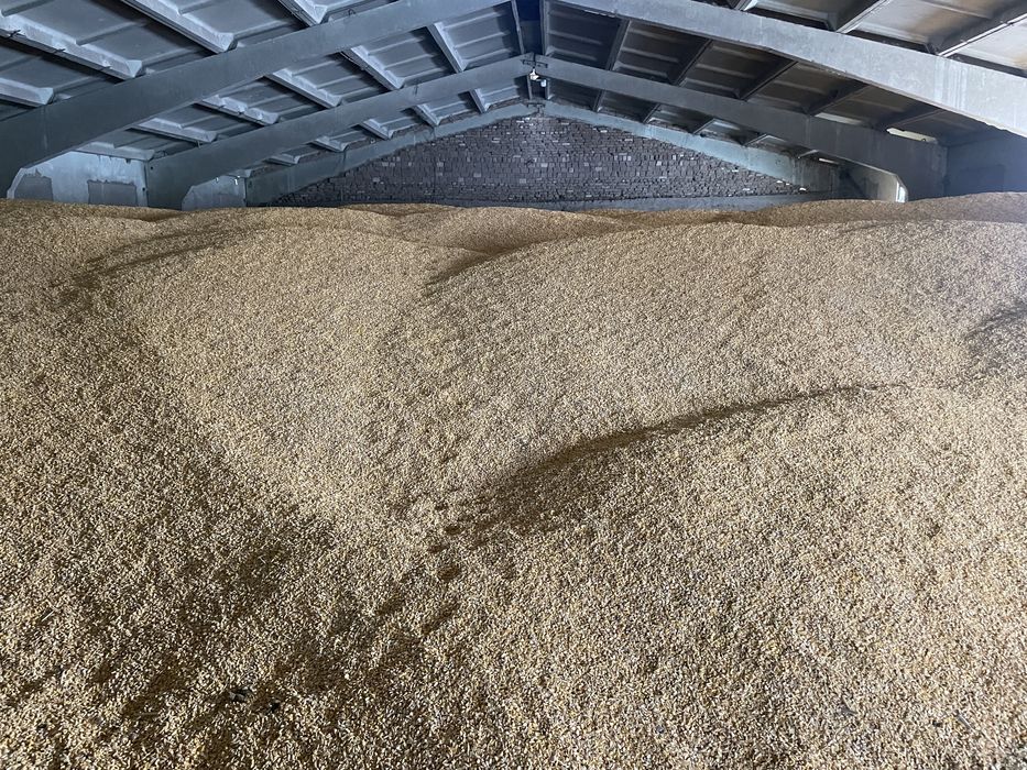 Продам кукурузу в зерне