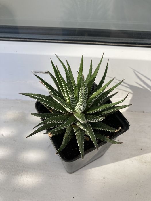 Хавортия комнатные растения суккуленты