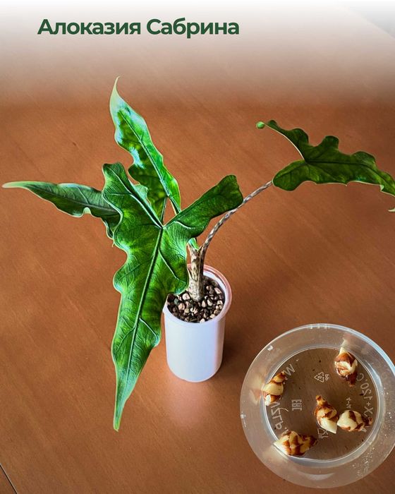 Алоказия клубни - Сабрина, Тигрина, Мышь Бэтвинг, Дыхание Дракона