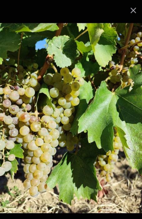 Butasi de vita de vie de anul 3