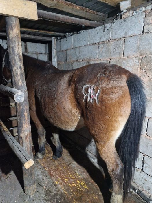 Семіз бие сатамын