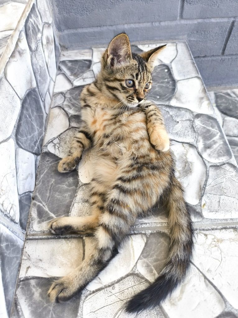 Котенок в добрые любящие руки