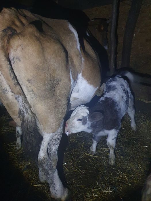 Vând vitei și vitele