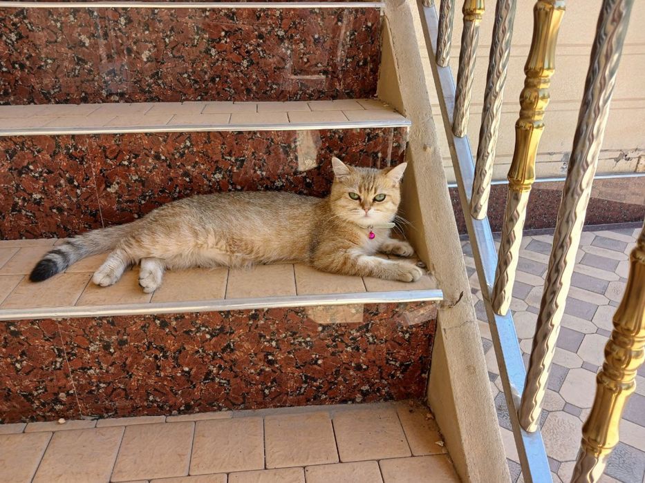 золотая шиншилла