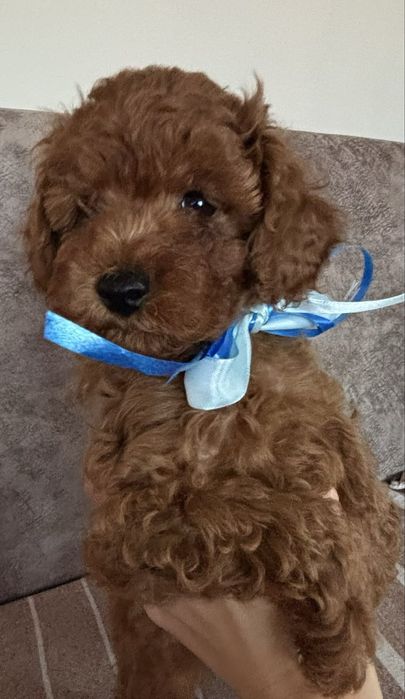 Той Пудел 100% ТОЙ