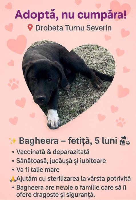 Pentru adoptie gartis catei superbi