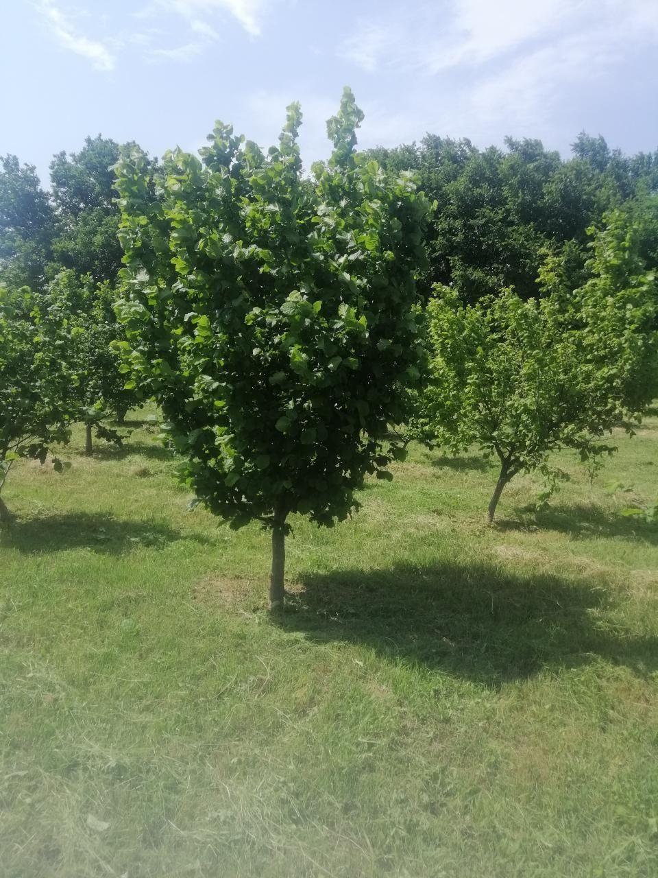 Продавам лешници и орехи