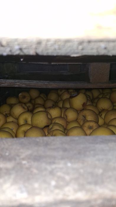 Vând mere calitatea superioara