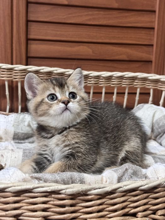 Продается скоттиш страйт!