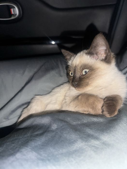 Котенок мальчик обработан от паразитов