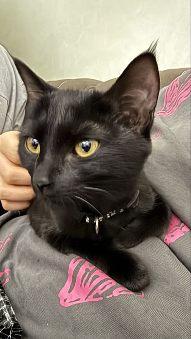 Кошка даром в хорошие руки