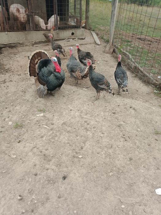 Curcani de asta primăvară