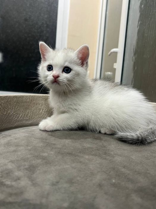 Породыстие котята