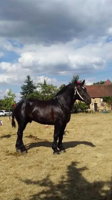 Vand manz Percheron ,3 ani,acte de Franta