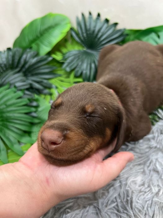 Щенки  добермана