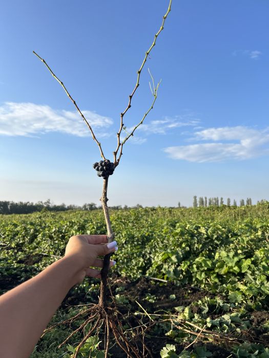 Vita de vie altoita si hibrida