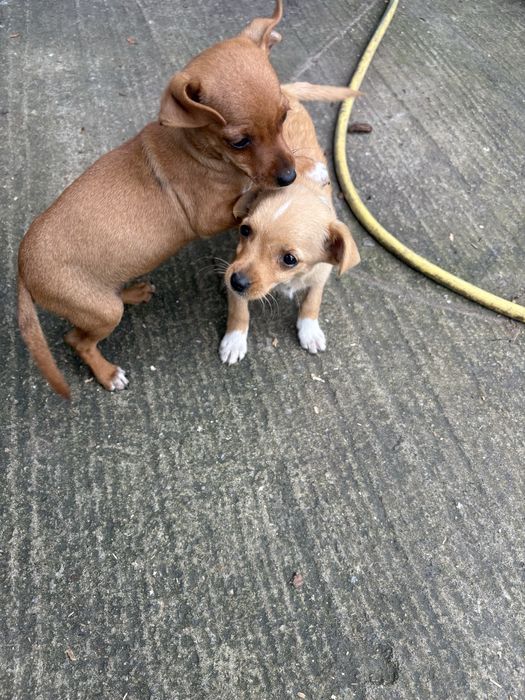 Пинчери търсят новия си дом