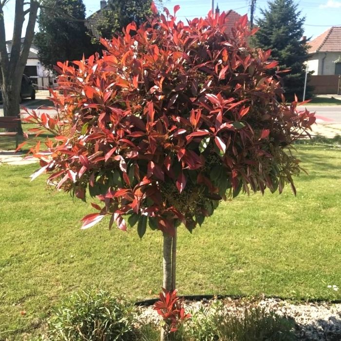 Photinia Globulara la Ghiveci