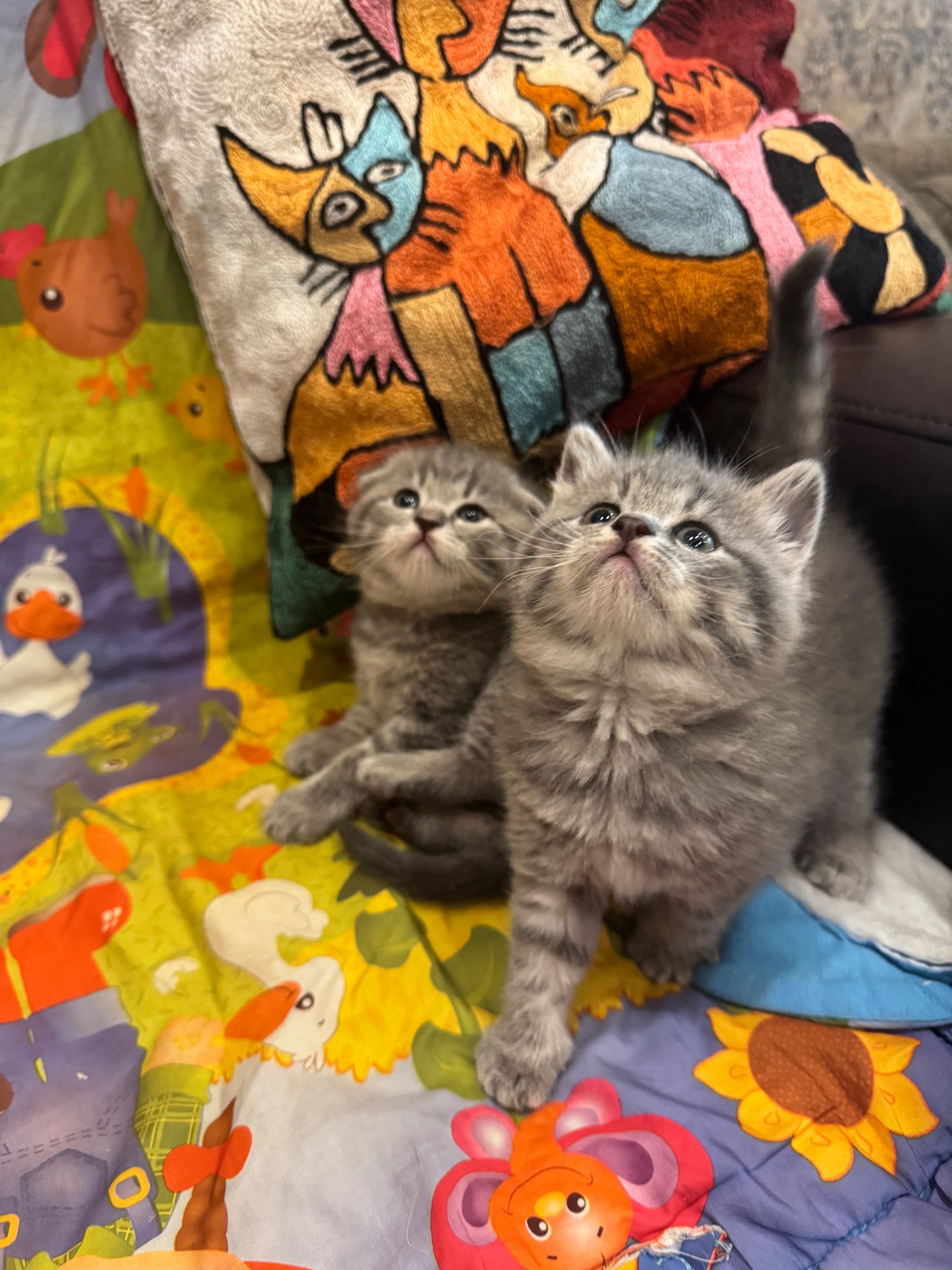 Продаю котят скотиш Фолд и Страйт