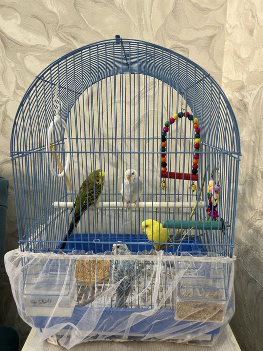 Продаются 4 попугая