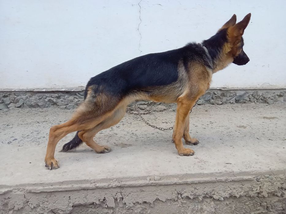 6 ойлик урғочи немецкий овчарка сотилади