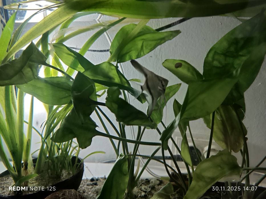 Vând scalari 20 lei Bucata