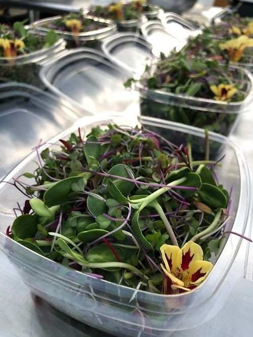 Микрозелень Алматы / Пищевые цветы /Лист Салат / Листья салатов