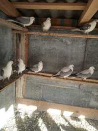Vând porumbei rândunică de turingia