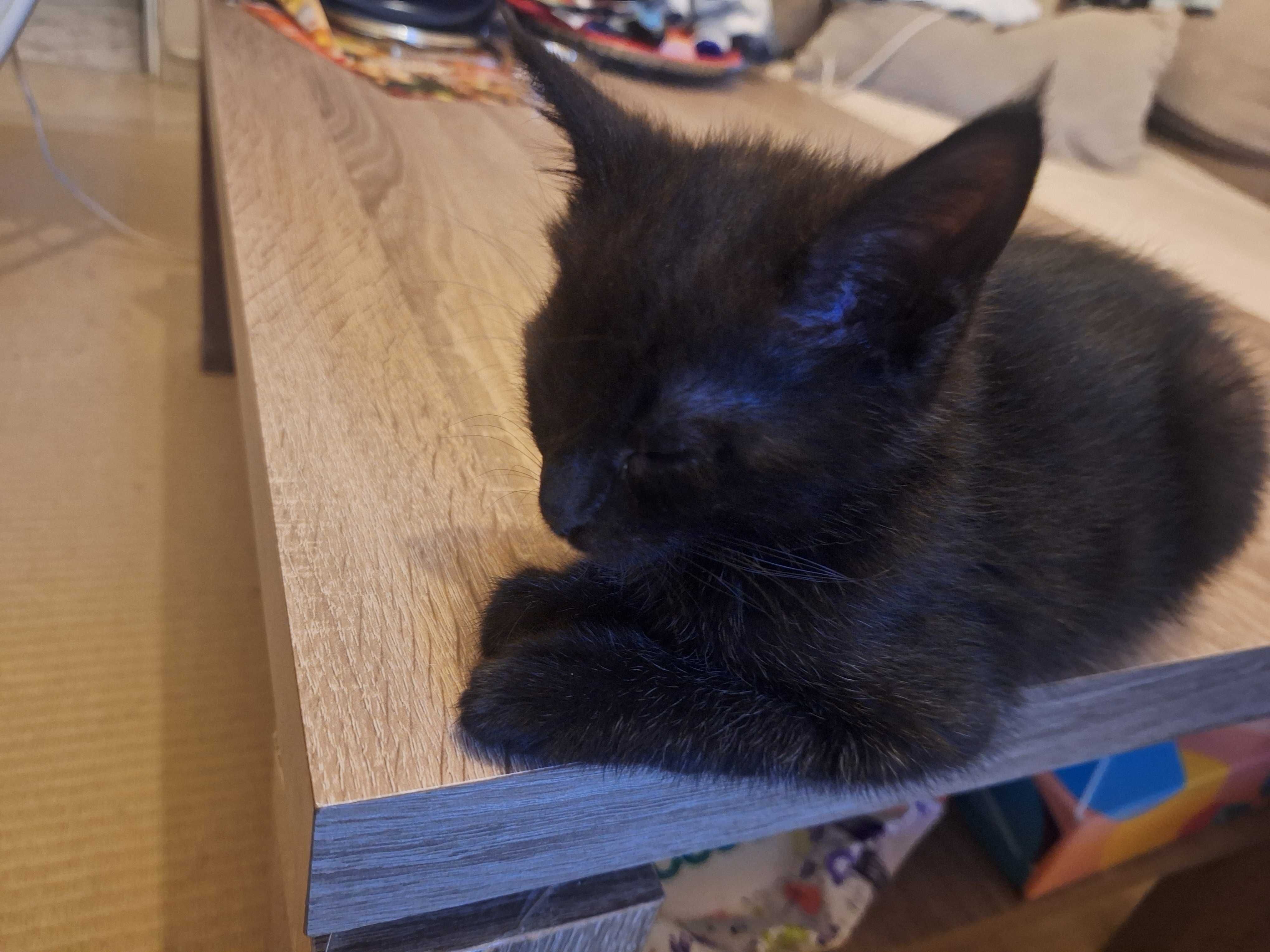 Подарявам котета