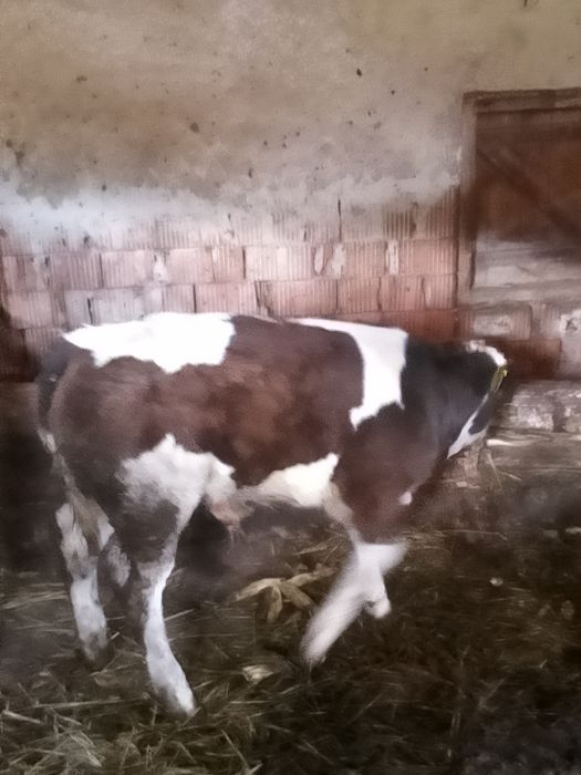 Vând vițel belgian