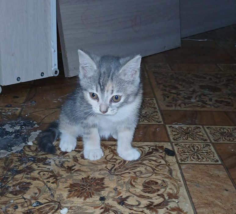 Отдам котят в добрые руки