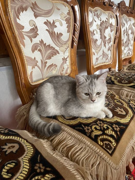 Mushuk zotli Shotlandskiy strayt