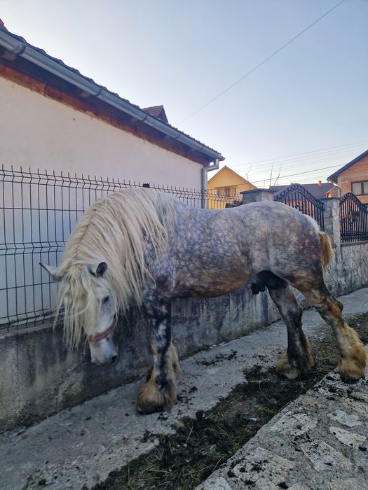 armasar de 6 ani