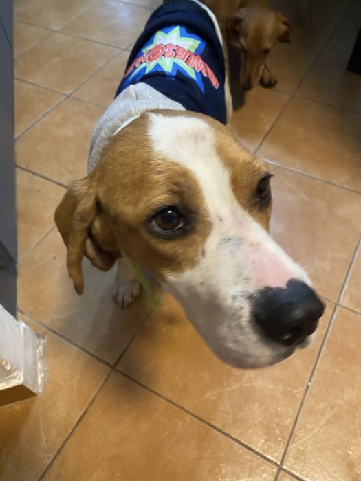 Donație – Beagle tricolor, femelă, 4 ani