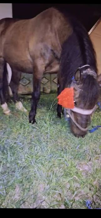 iapă de 9 ani județul Sibiu comuna alțna
