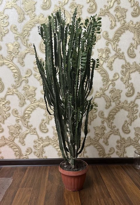 Продам кактус для офиса!
