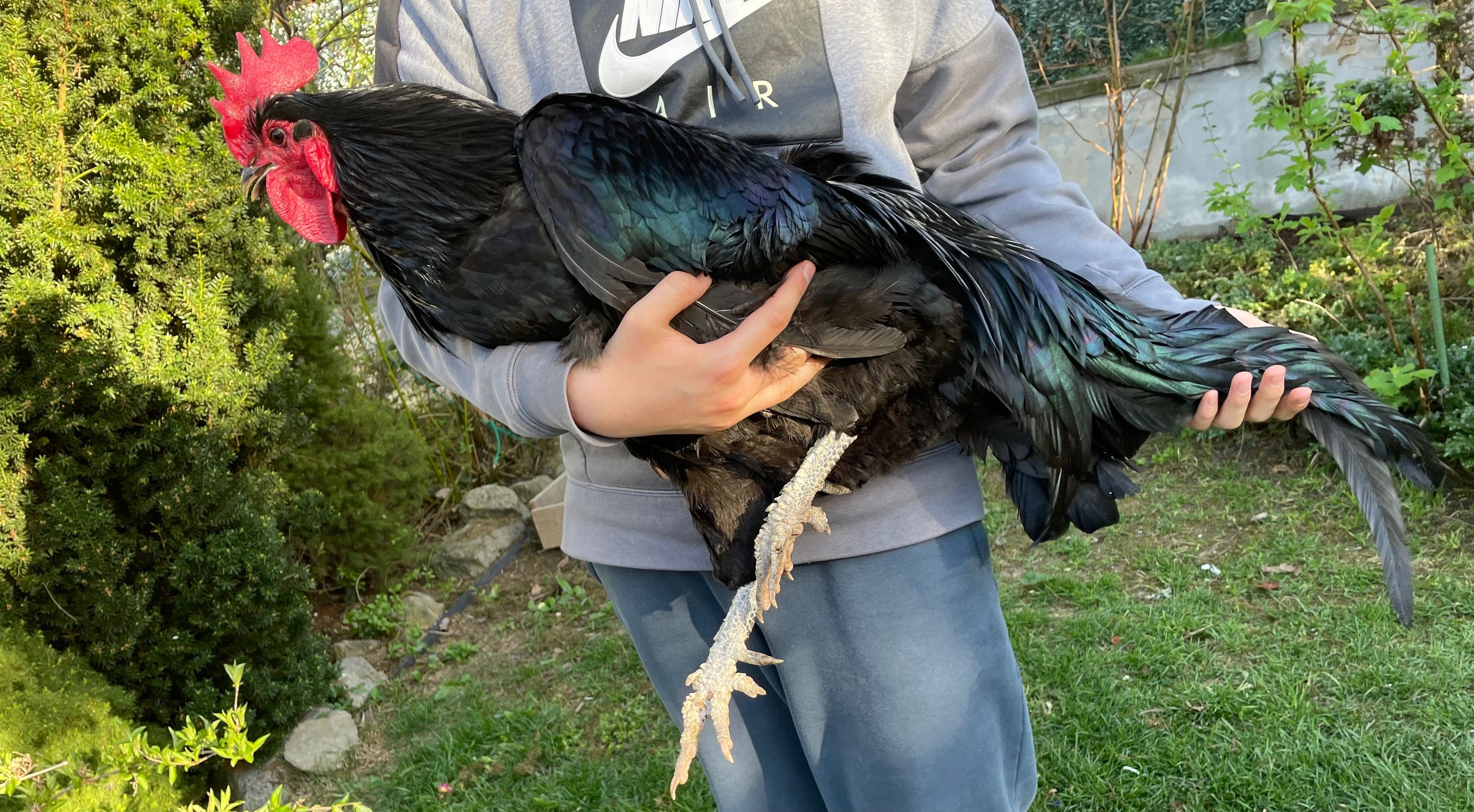 Găini Australorp ouătoare