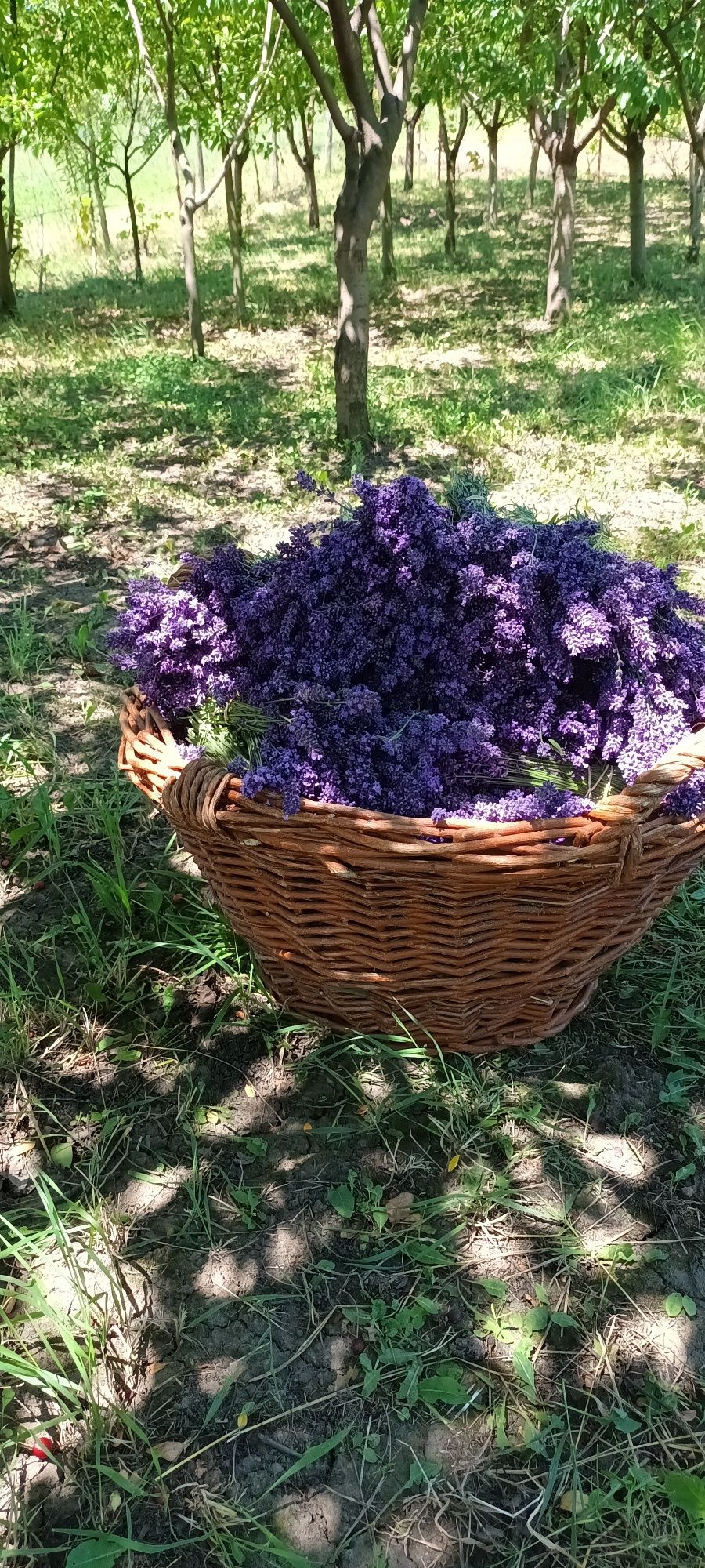 Vand tufe de lavanda