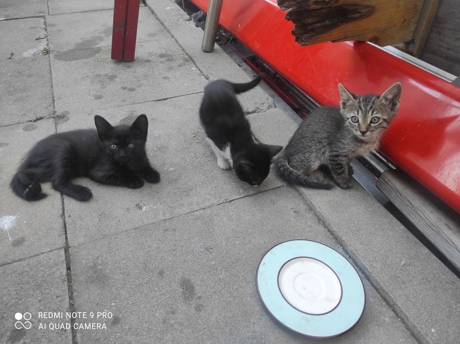 Малки Котенцъ   на2 ми. На2м