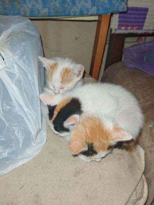 Pisici pentru adoptie