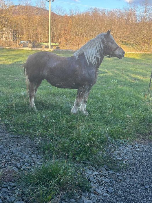 Iapă semigrea gestantă