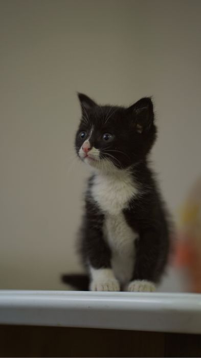 Mushukcha uy izlayapti — Toshkent!