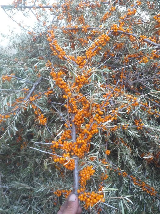 Catina 2025 flora spontana