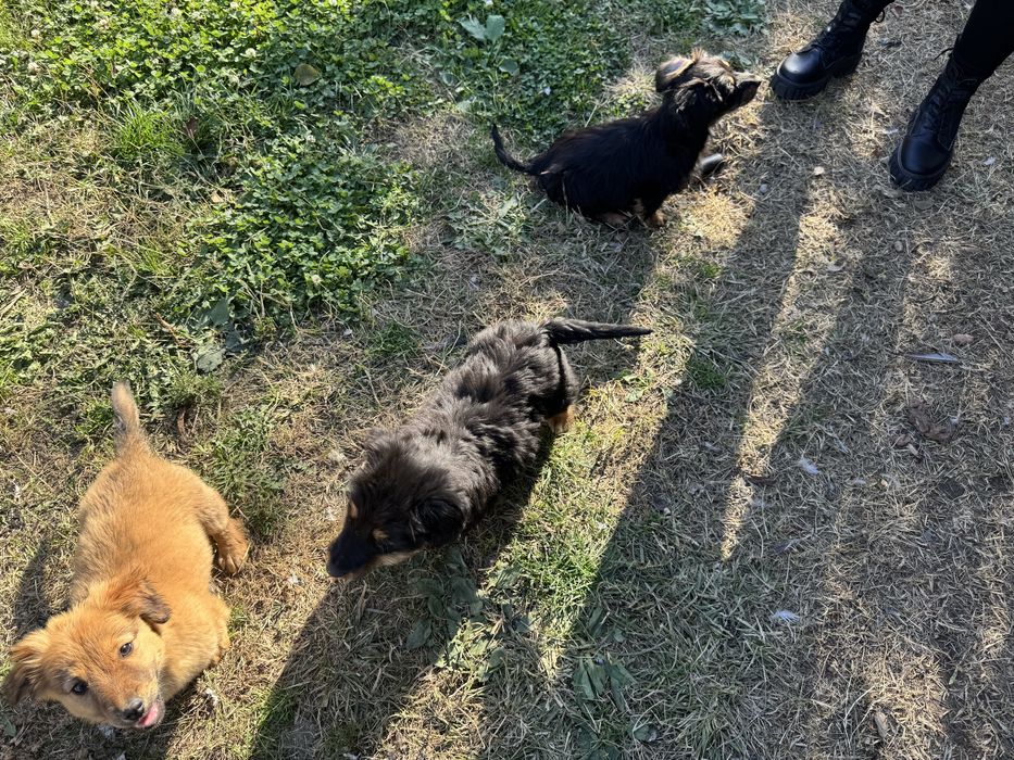 Donez catelusi de talie mica.