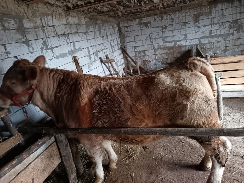Vând vițel  Angus,undeva la 300 de kilograme
