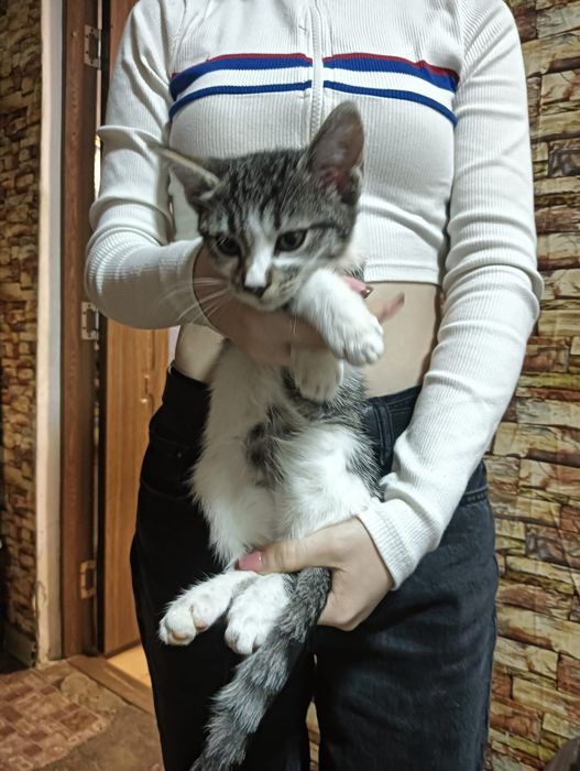 Donez pui pisică