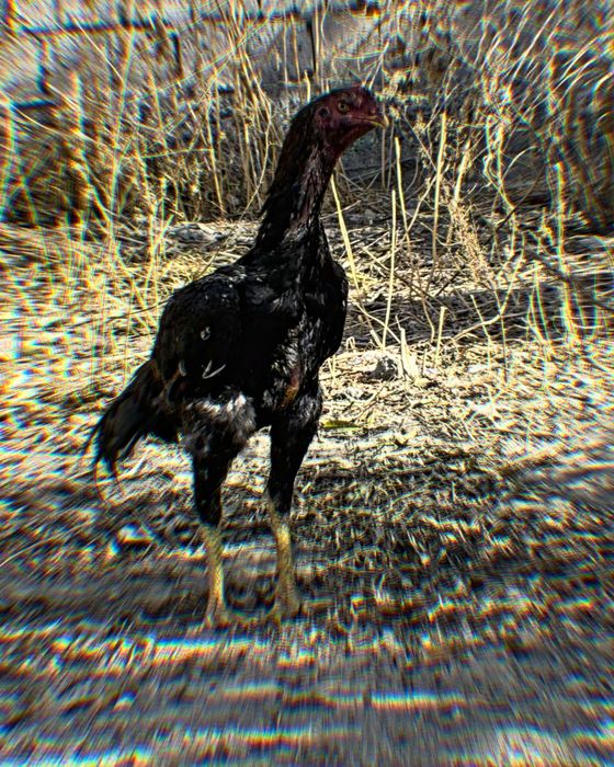 Otasi rassiyadan keltirilga xoroz