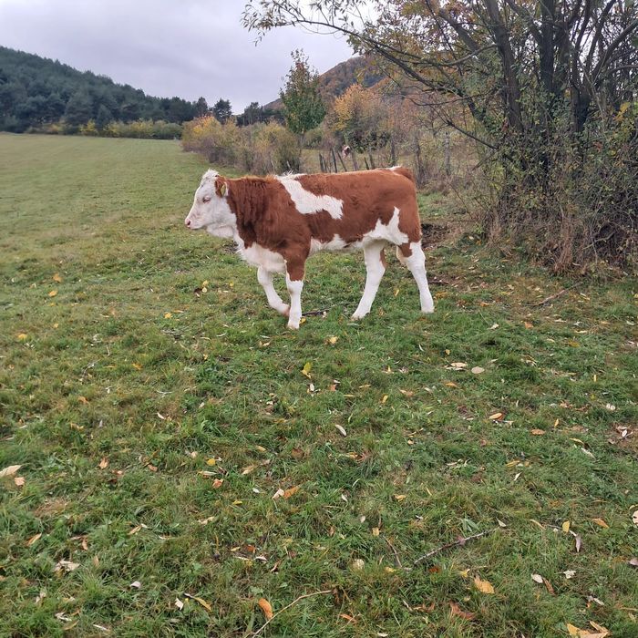 Vacă cu vițea de vînzare