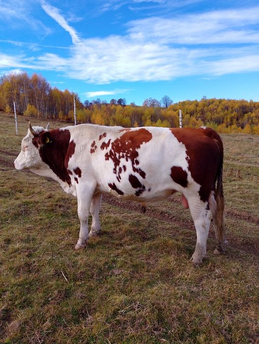 De vânzare un taur de 2 ani jumate