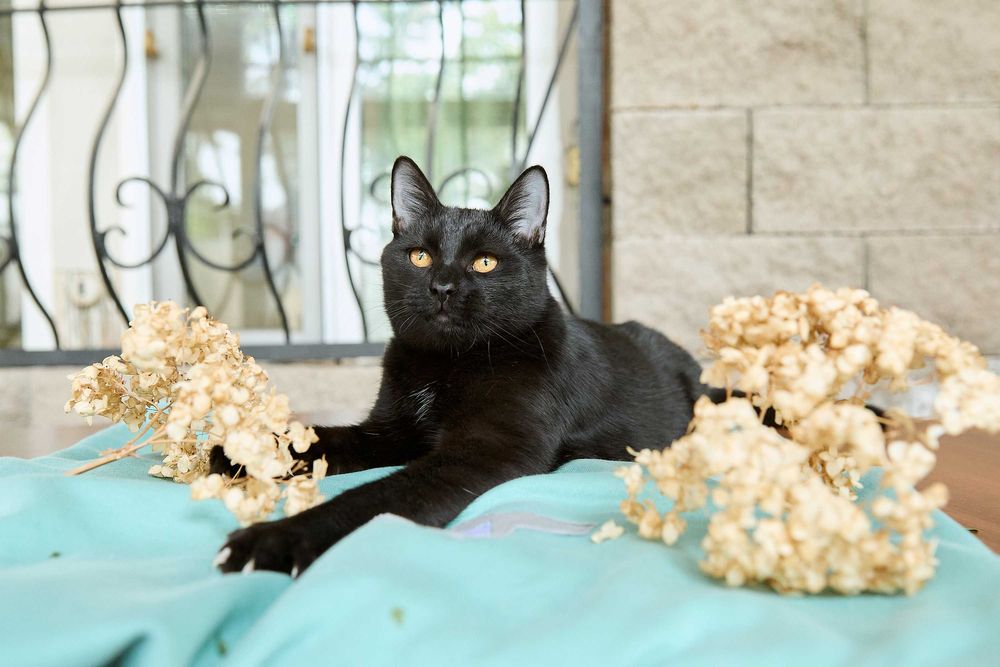 Котенок, мальчик, 6 месяцев